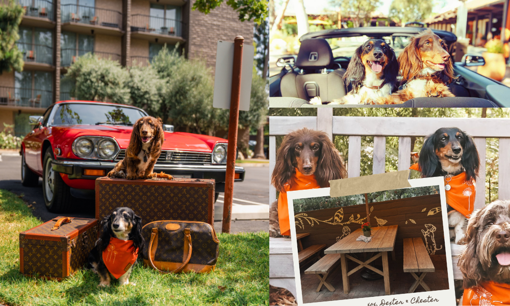 Dogs in Cars 