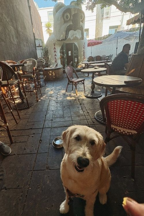 Luna Dog at Idle Hour
