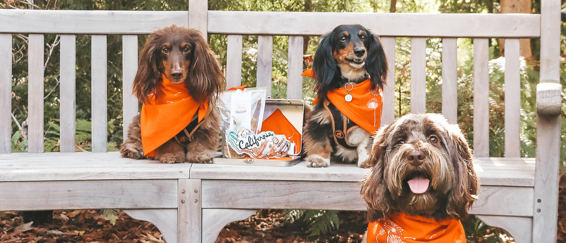 Pet Friendly Hollywood Hotels The Garland